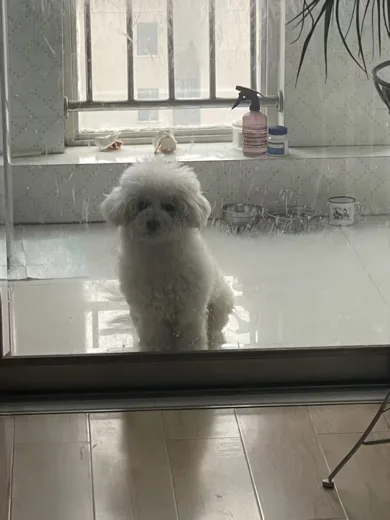 The photo of Biscuit, a small white dog, that everything was made from