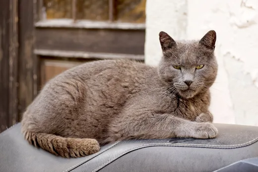 The photo of Juniper, a grey cat, that everything was made from