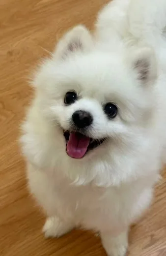 The photo of Rufus, a fluffy white dog, that everything was made from